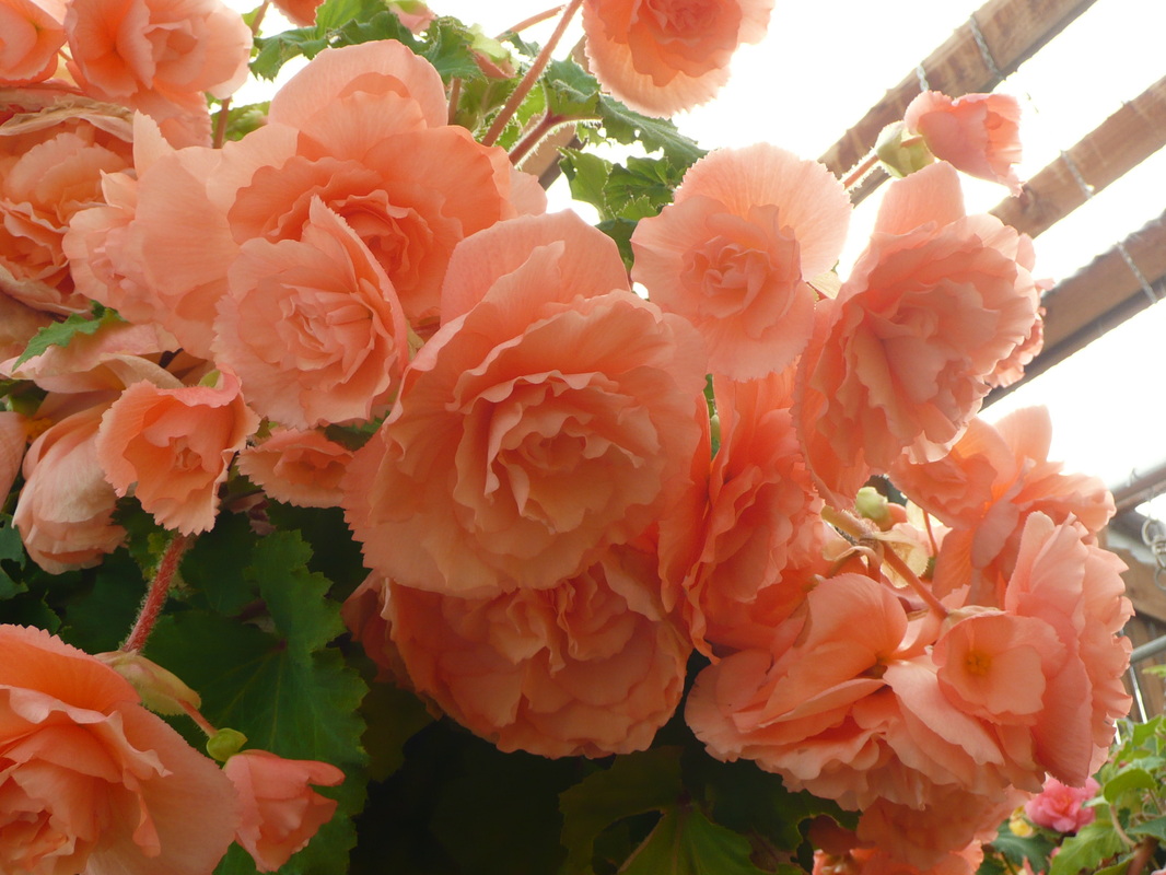 B. ‘Scented Peach’